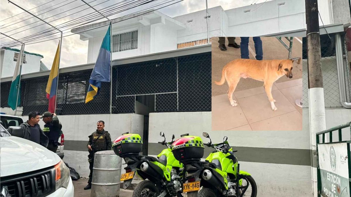 Conozca a Mono el perro “policía” que murió en el ataque con explosivos la estación de policía de Íquira, Huila