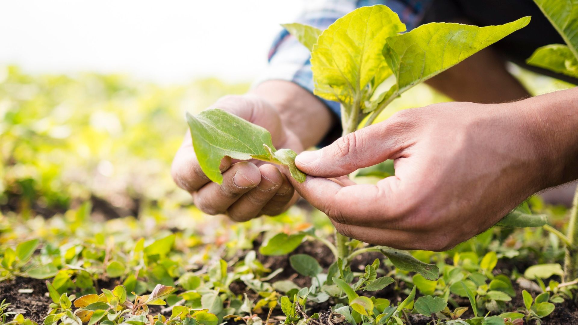 Agricultura