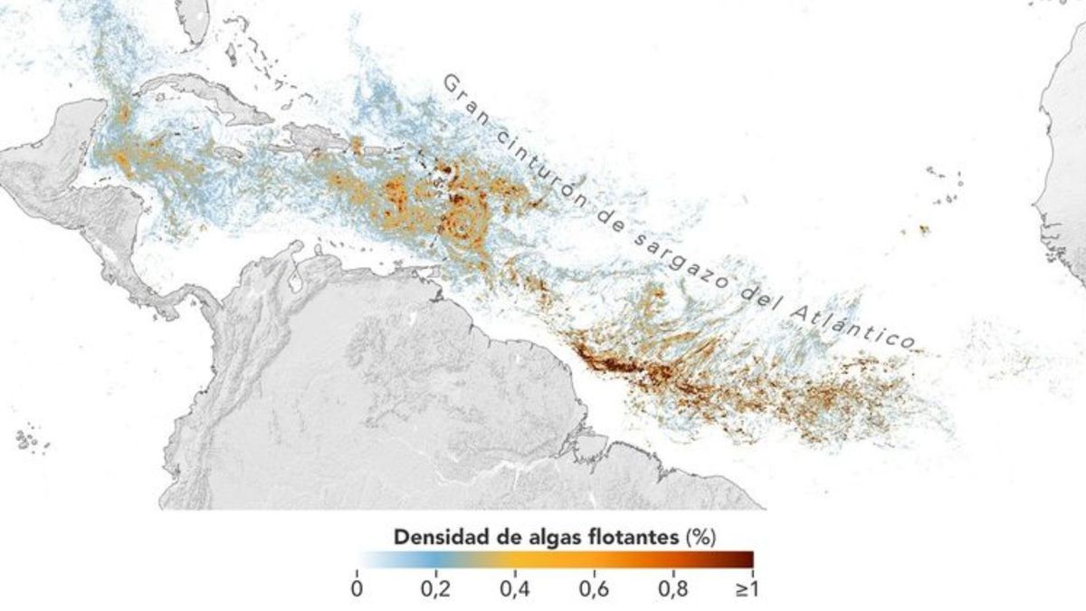 Las algas, en excesiva presencia, representan un riesgo para las aguas.