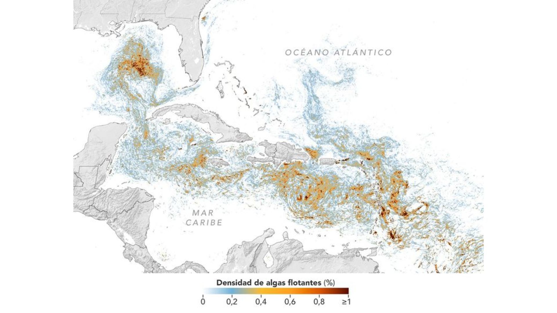 Las aguas podrían verse gravemente afectada por la presencia de esta planta.
