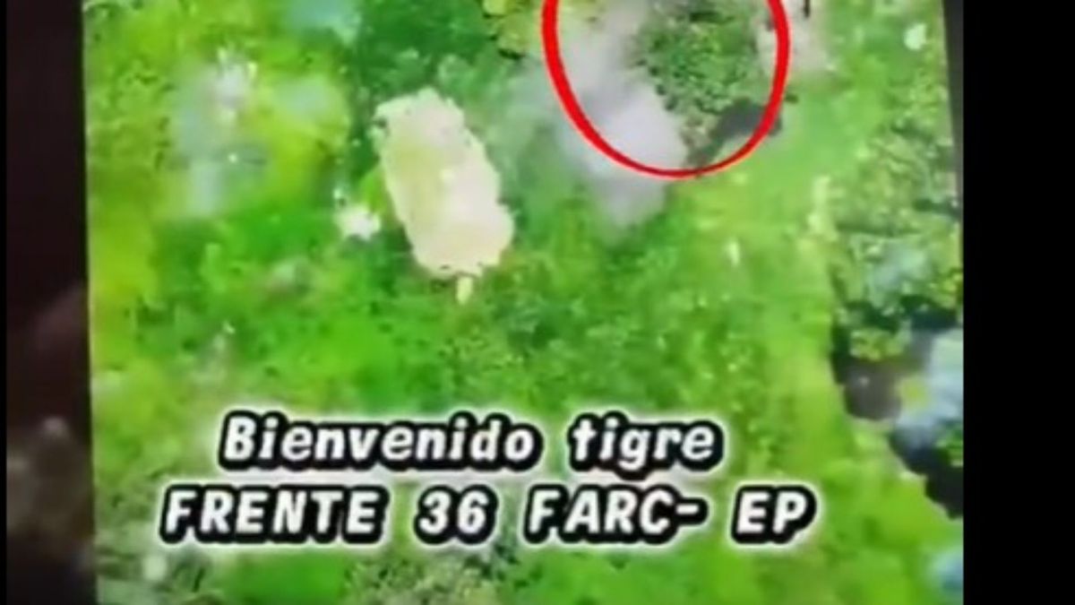 Bienvenido Tigre
