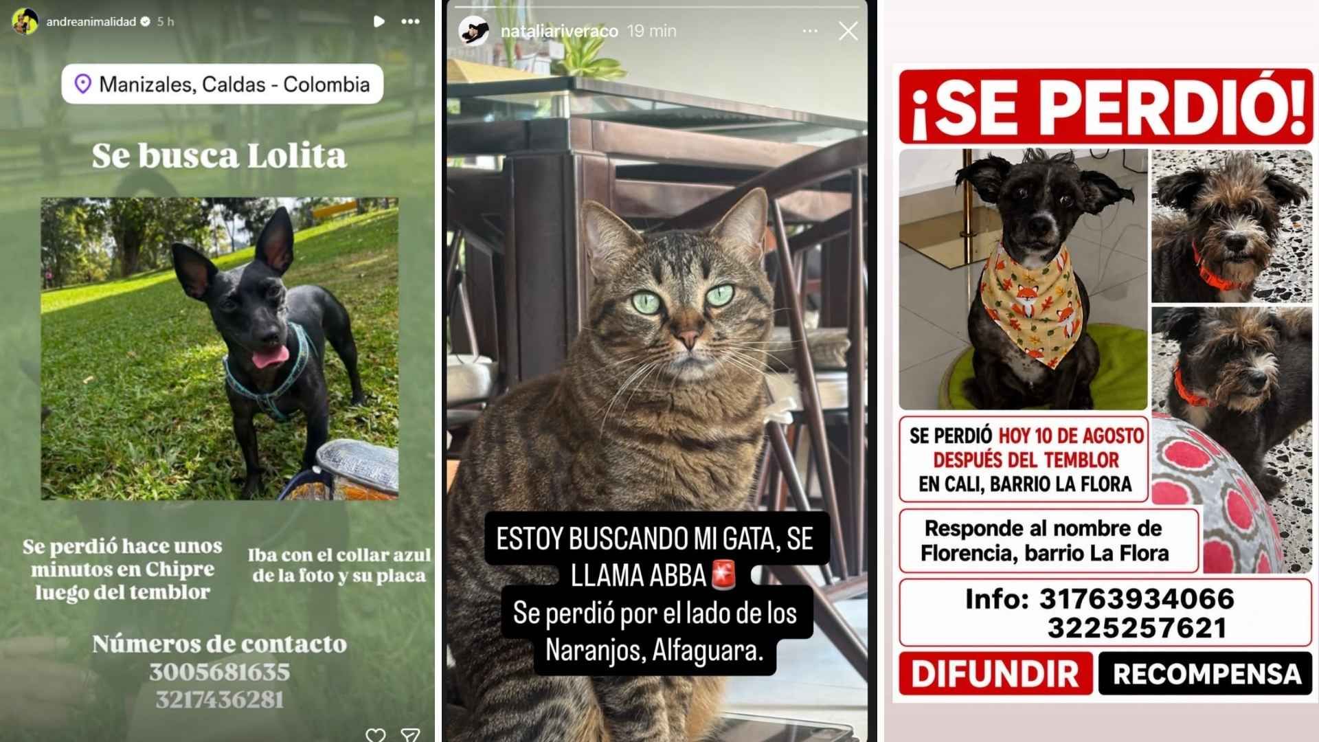 Perros y gatos se encuentran entre los animales afectados por el terremoto registrado en Colombia este 10 de agosto.