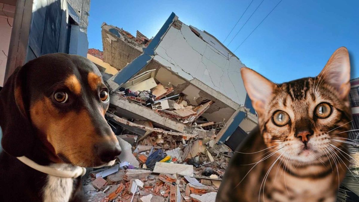 Perros y gatos también enfrentan las consecuencias del terremoto que sacudió varias zonas de Colombia este 10 de agosto.