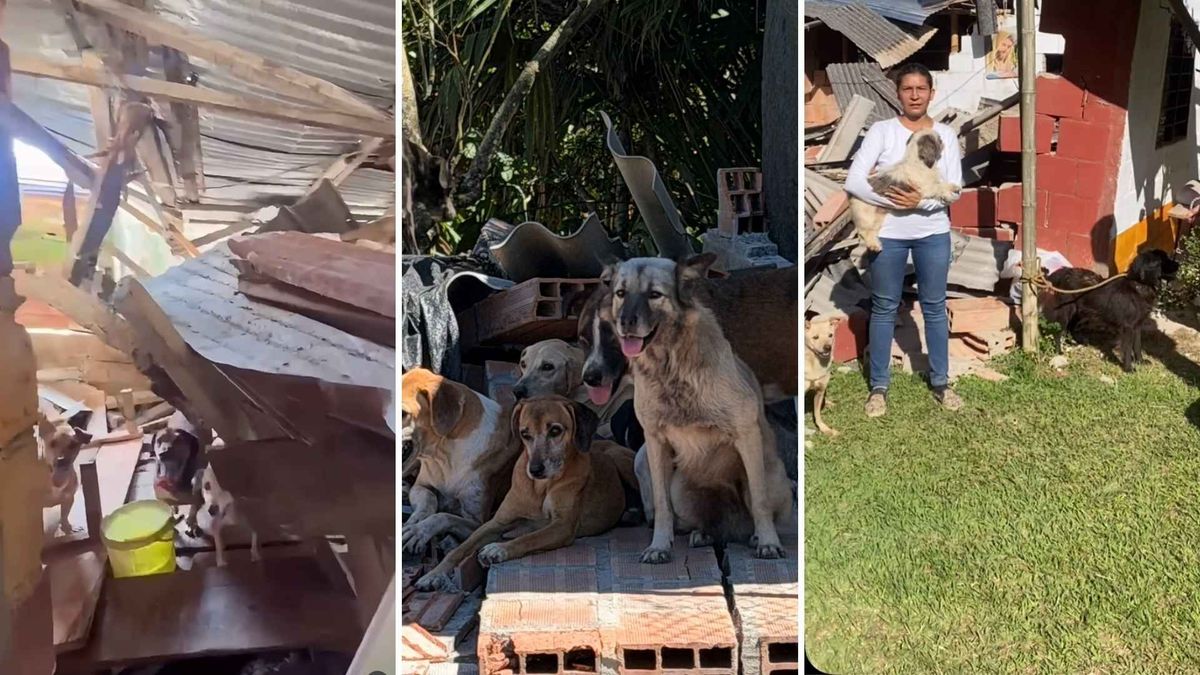 Animales afectados por el sismo en Colombia requieren alimentos, agua, medicamentos y apoyo para su rescate y atención.