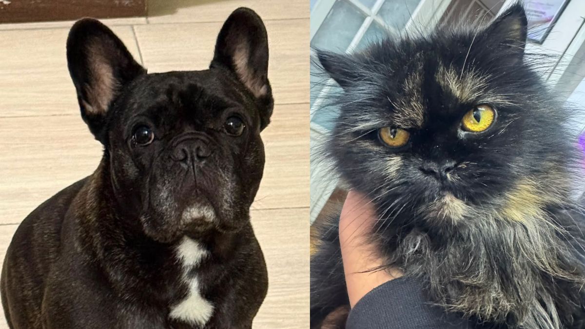 ¿Qué debe contener el kit de emergencia de una mascota? Esto dicen los expertos