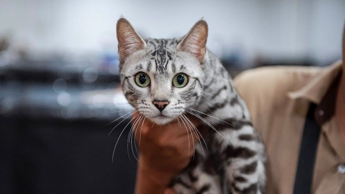 Mascota de compañía