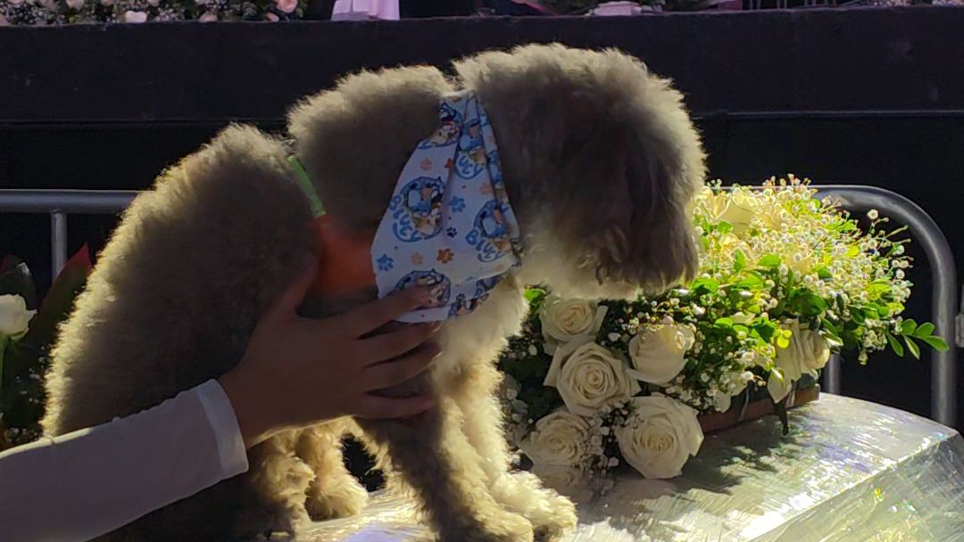 Salomón el perrito al que Lenny Ruiz le salvó la vida durante el terremoto en Cali