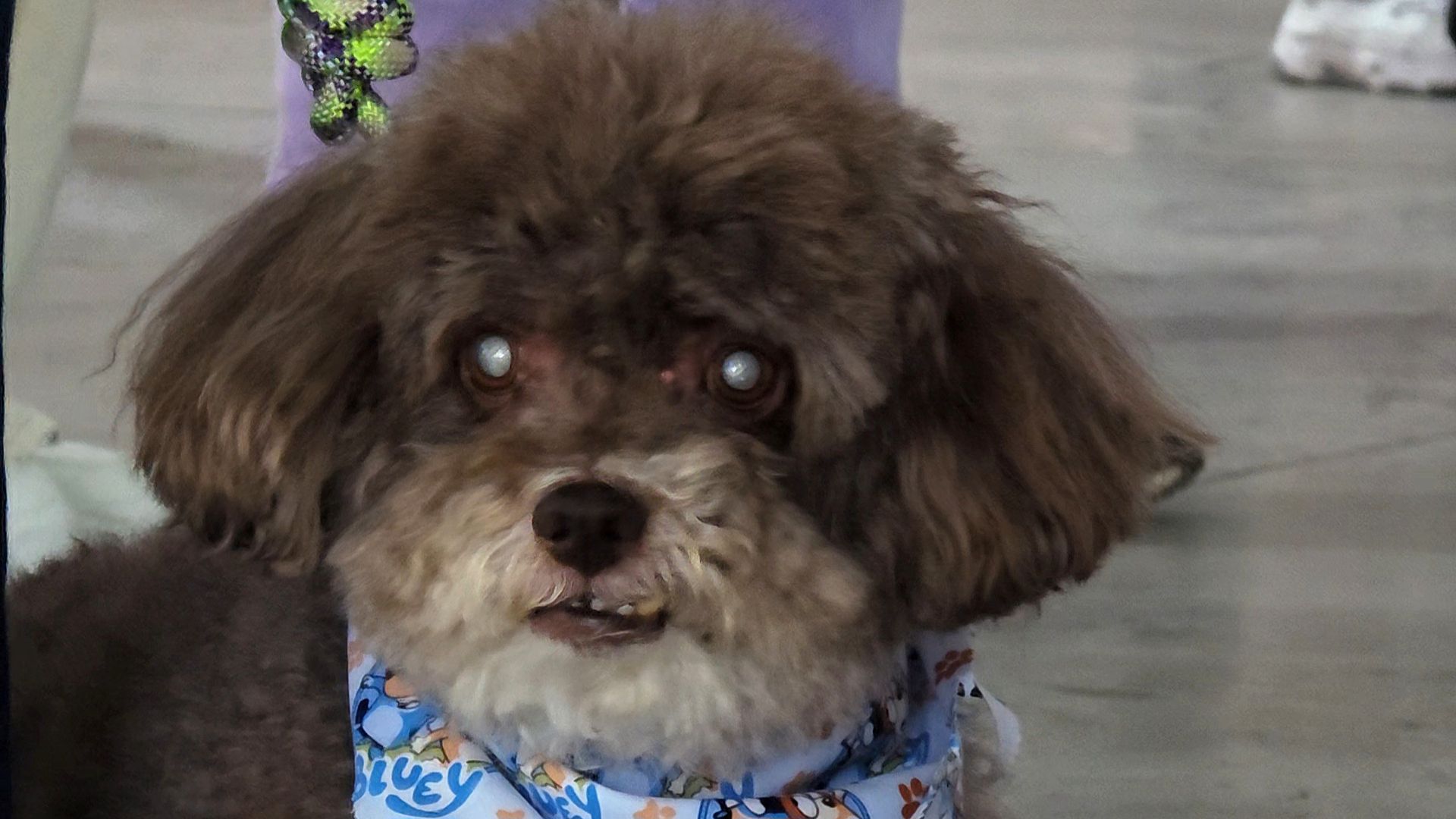 Salomón, el perritocirgo al que Lenny le intentó regresar la vista