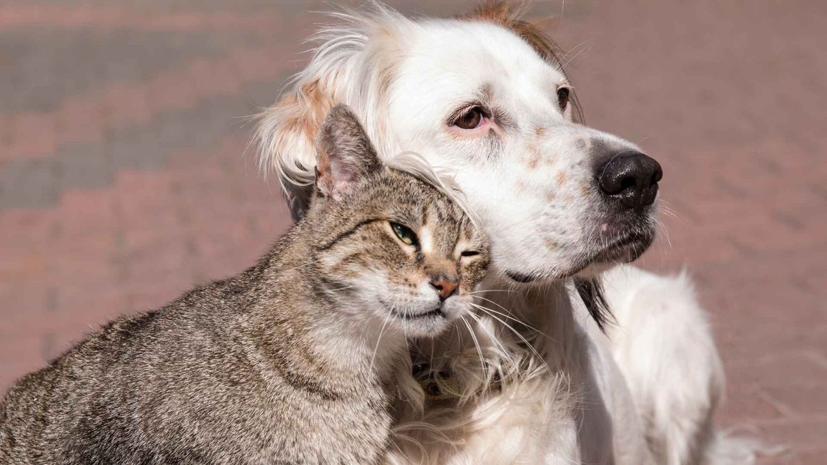 La edad en que una mascota entra en la etapa sénior depende de factores como el tamaño en los perros y la edad en los gatos.
