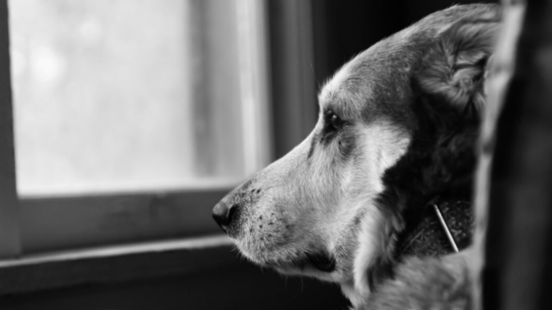 La edad sénior de un perro depende de su tamaño y puede comenzar entre los 5 y 11 años.
