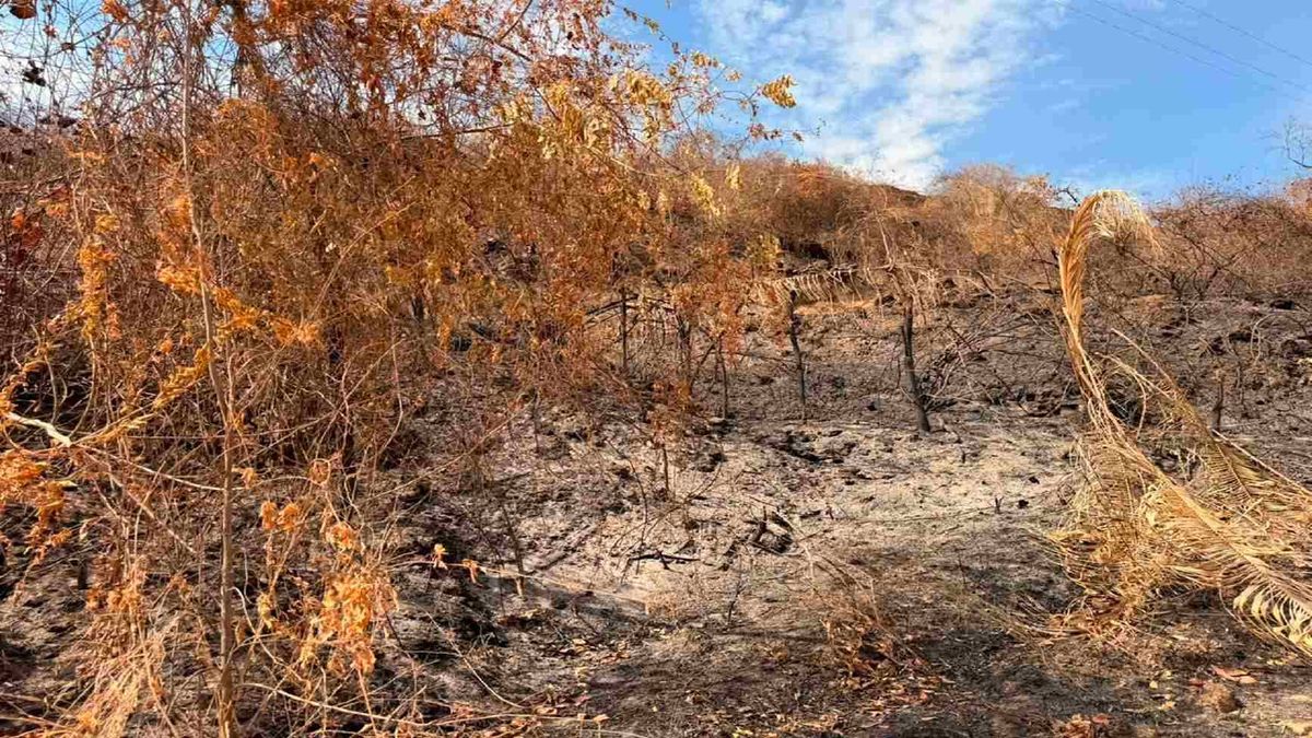 Más de 30 incendios forestales se encuentran activos en el Tolima