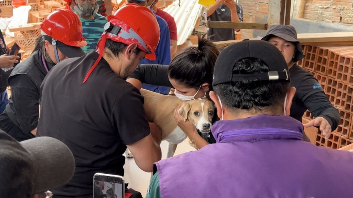 La perrita 'Meli' fue rescatada frente al Coliseo El Pueblo, en Cali
