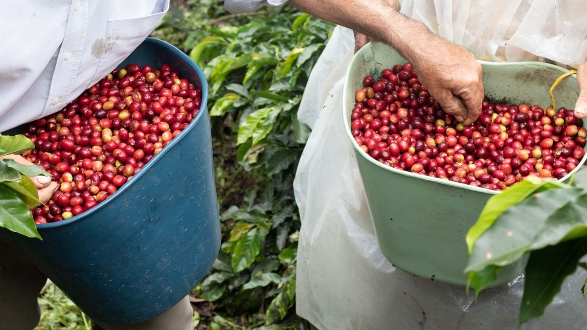 Referencia de recolectores cafeteros