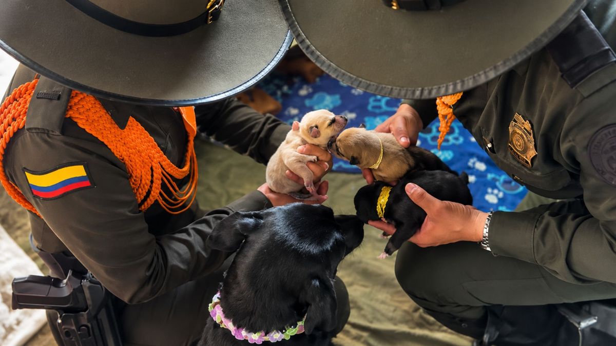 Reina y sus cachorros rescatados de los escombros en Pereira