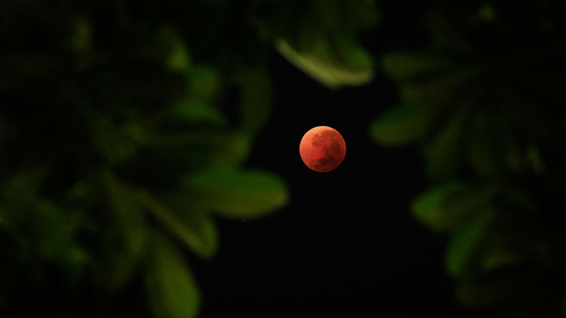 La luna de sangre cambiará su apariencia durante el eclipse lunar y podrá ser registrada en fotografías.