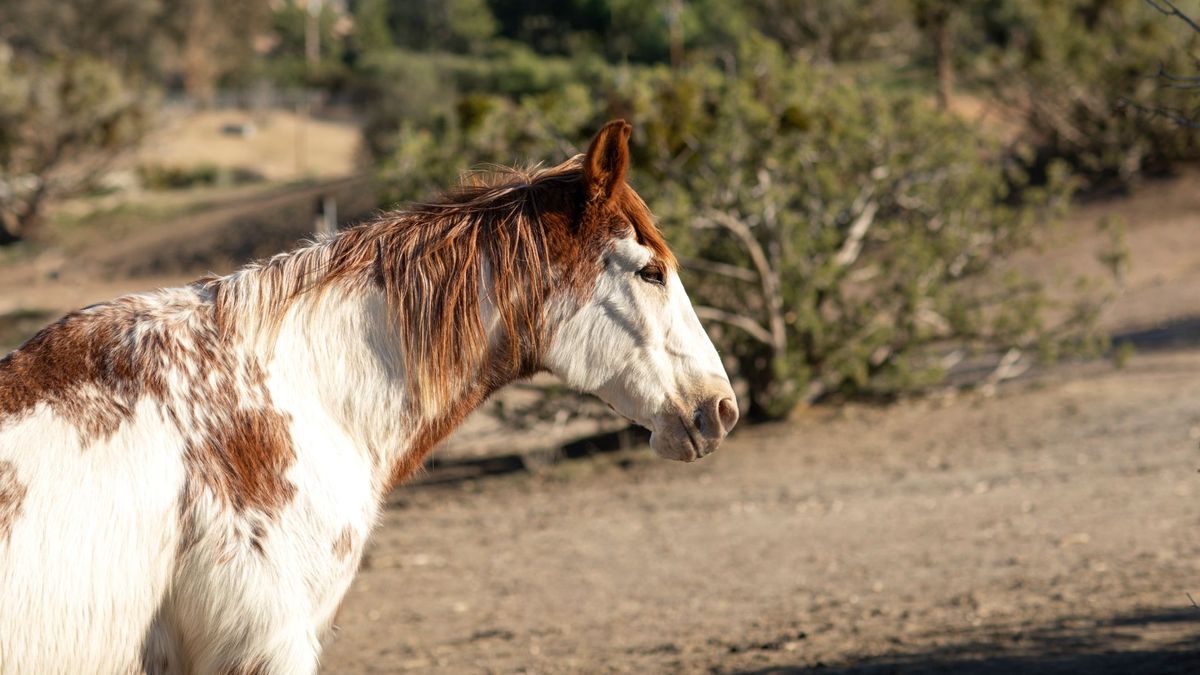Caballos Australia