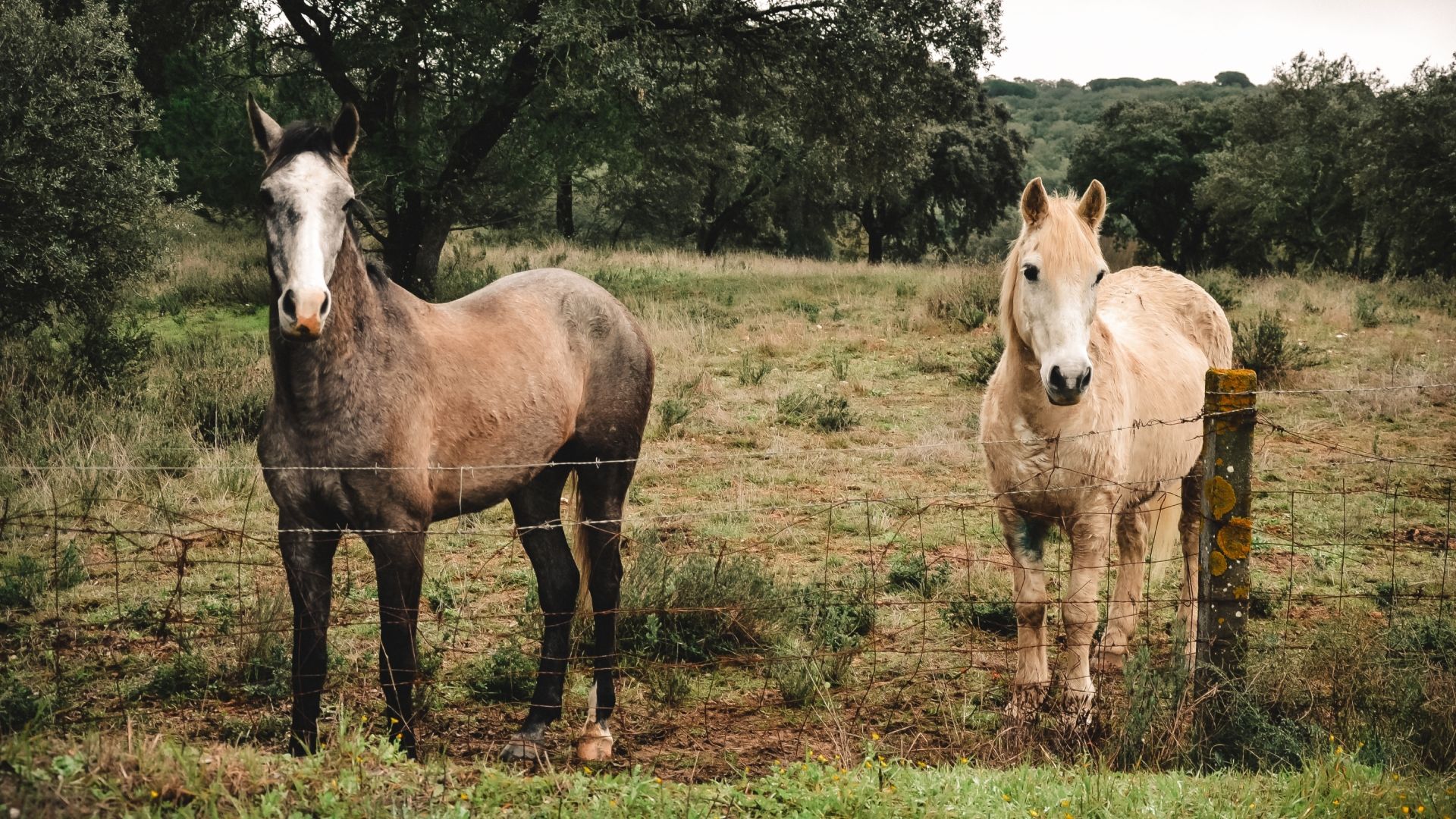 Caballos Australia