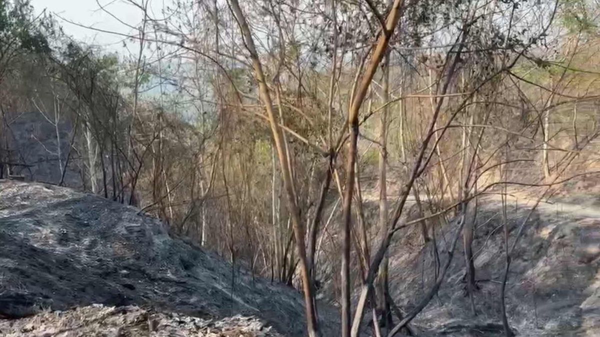 Incendios forestal en Coello | Zona rural devastada por incendios | Incendios forestales