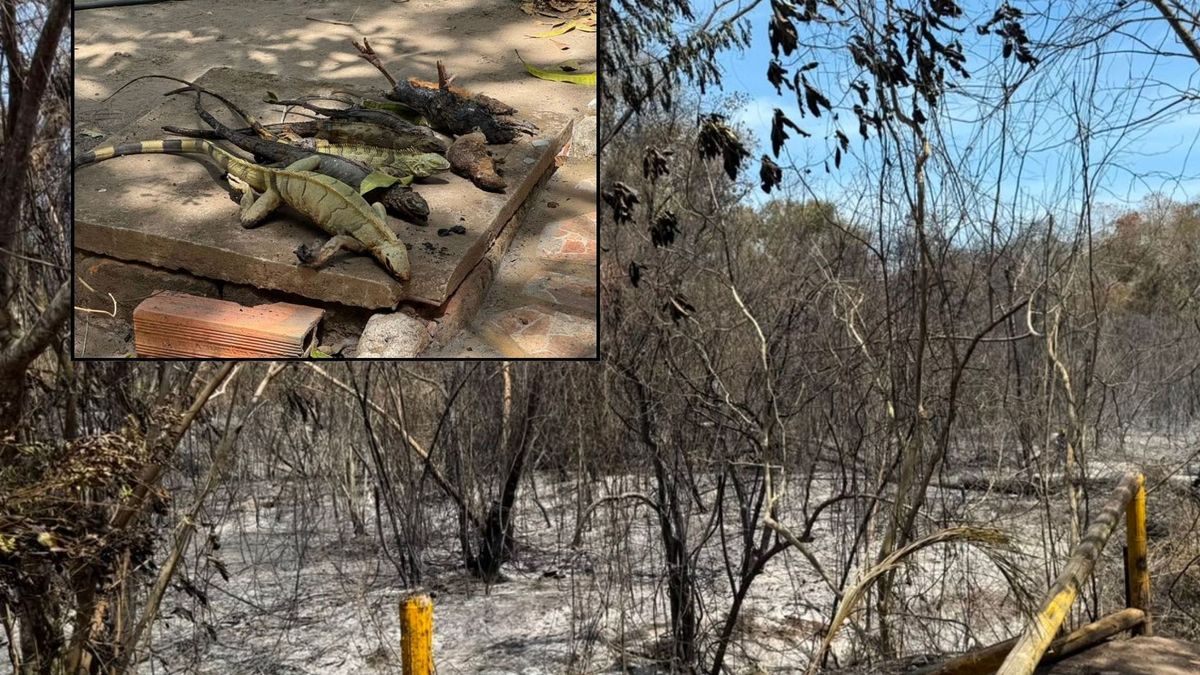 Fauna calcinada en medio de incendios forestales en el Tolima | Animales Muertos | Emergencia Ambiental | Agosto 2026