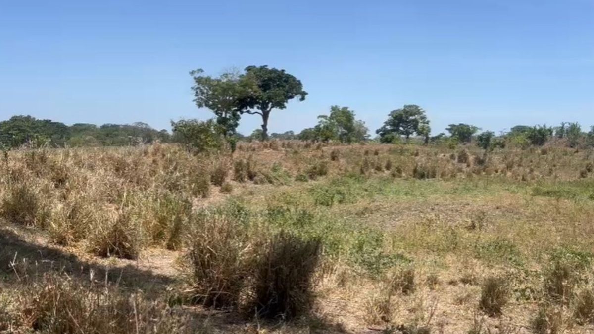 Fuerte sequía por El Niño ha generado pérdida de cultivos y muerte de animales en Atlántico