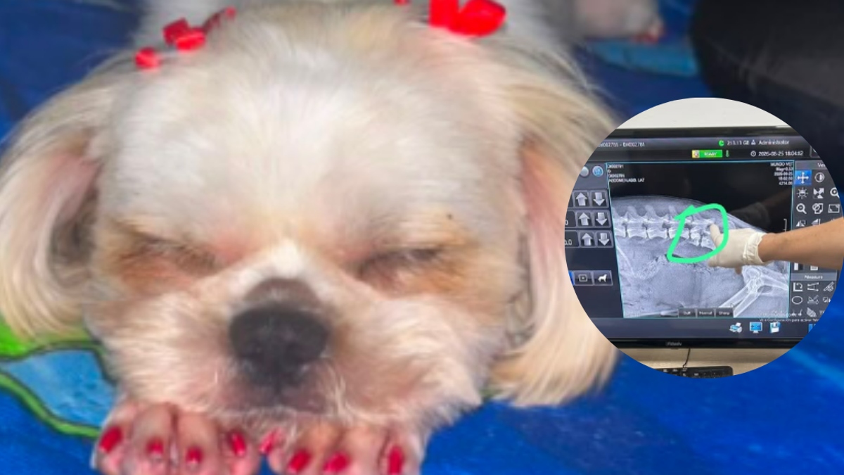 Perrita abusada en Antioquia