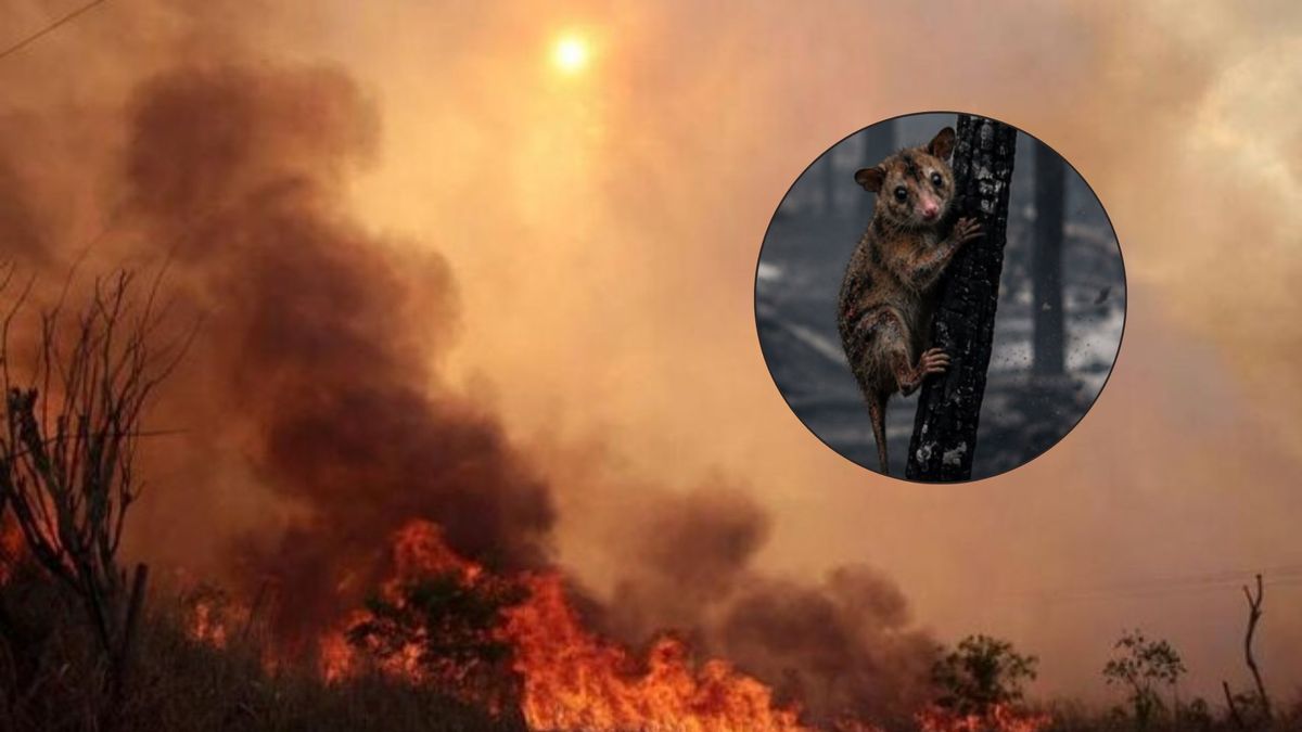Incendios en el Tolima