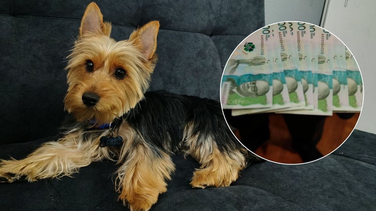 Tener una mascota cuesta más de $2 millones al año: uno de cada dos dueños sacrifica compras personales, según estudio
