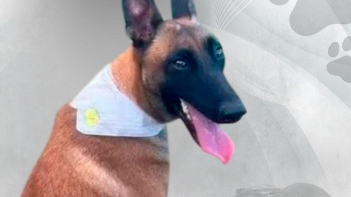 Perrito del Ejército Nacional asesinado en ataque del ELN en Chocó.