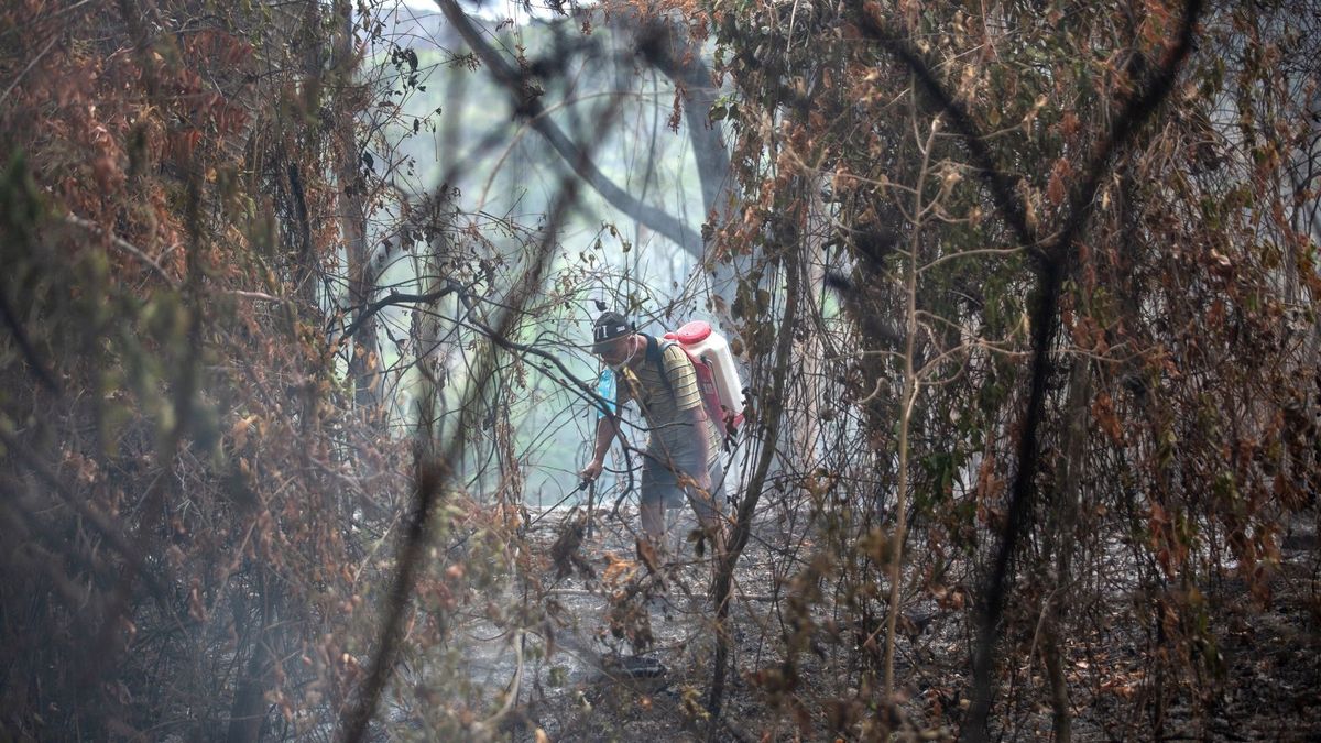 Ante la falta de recursos y la saturación de la capacidad de respuesta de las alcaldías y gobernaciones más golpeadas por los incendios, la Procuraduría le pidió a la UNGRD coordinar medidas que contribuyan con más fuerza a la contención y extinción de las llamas.
