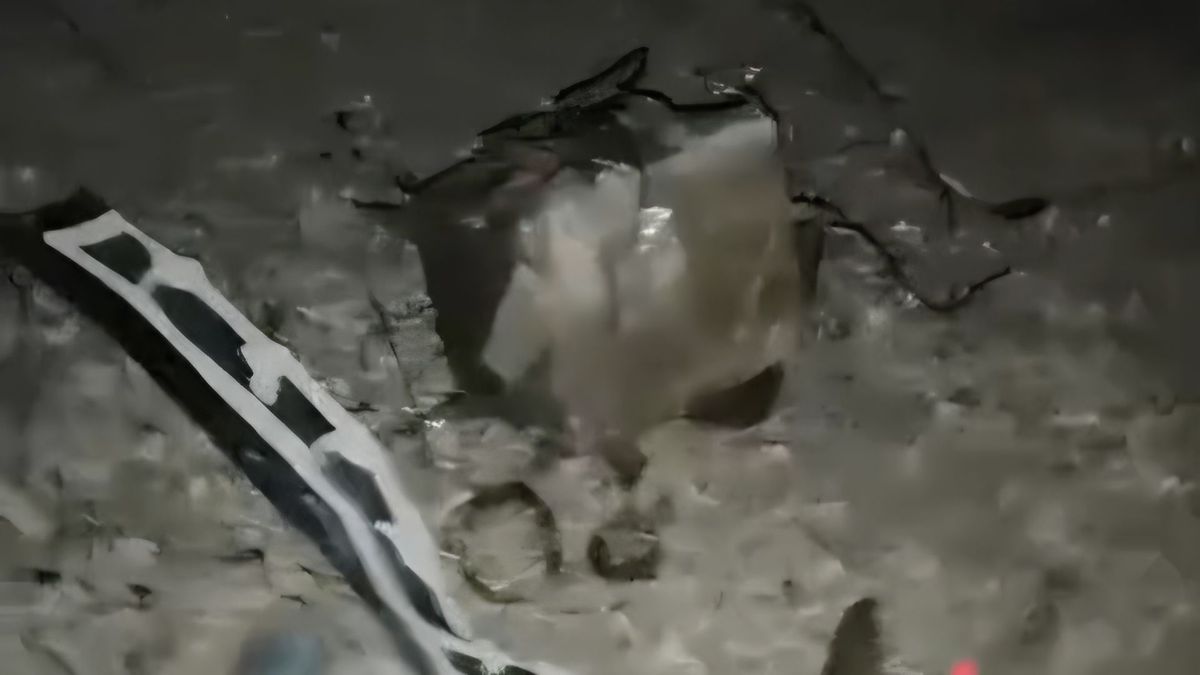 Artefactos explosivos lanzados contra las instalaciones del Biter del municipio del Patía (Cauca)