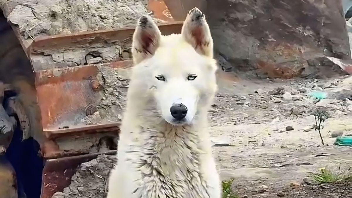 En el relleno sanitario de Ipiales (Nariño), han sido abandonados 15 perros