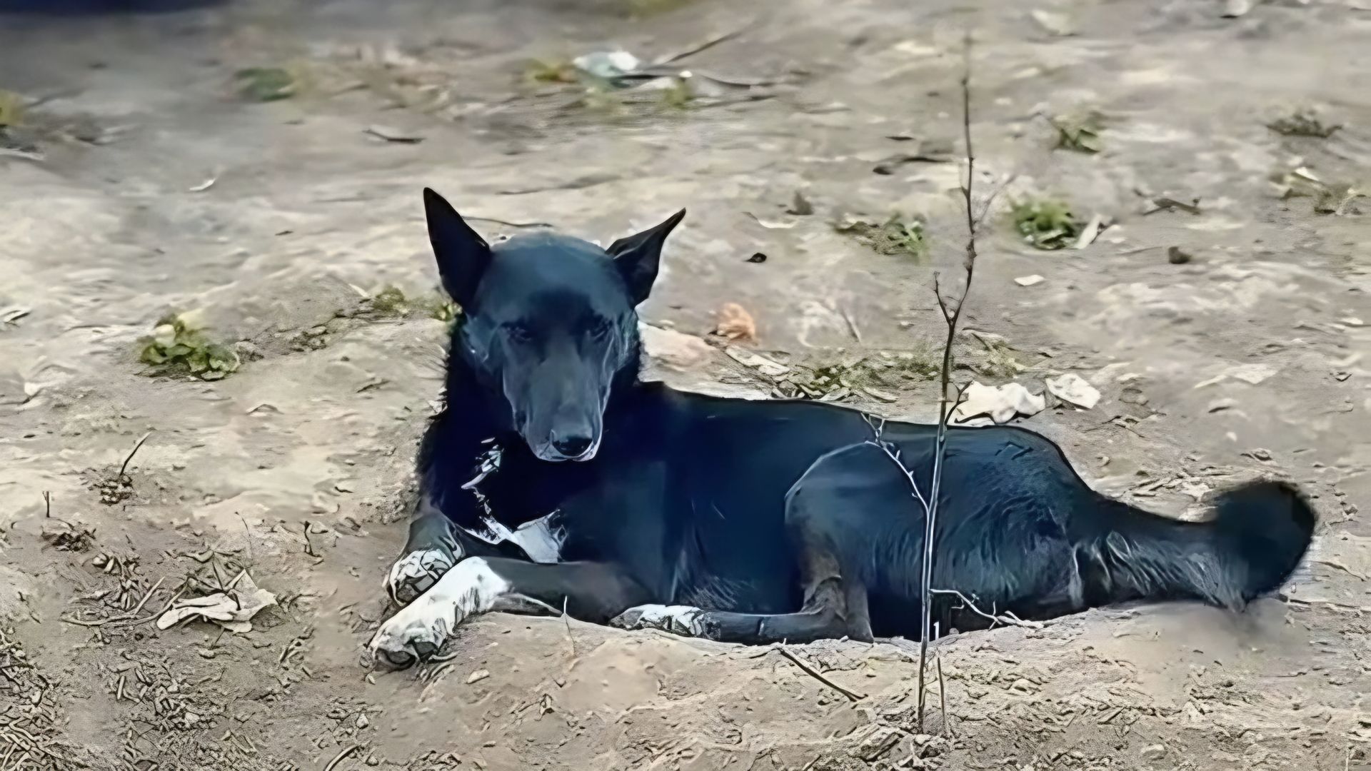 Los perros son abandonados a su suerte a las afueras del relleno sanitario