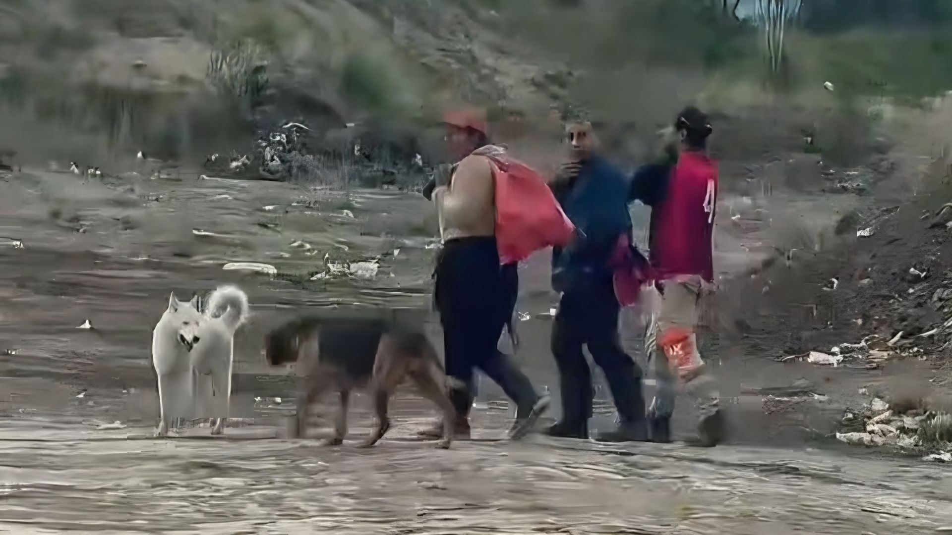 Los perros son abandonados en sacos, bolsas de basura y a veces llegan amarrados