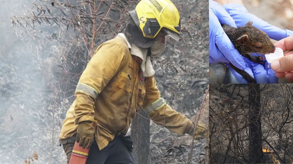 Más de cinco hectáreas de bosque resultaron afectadas