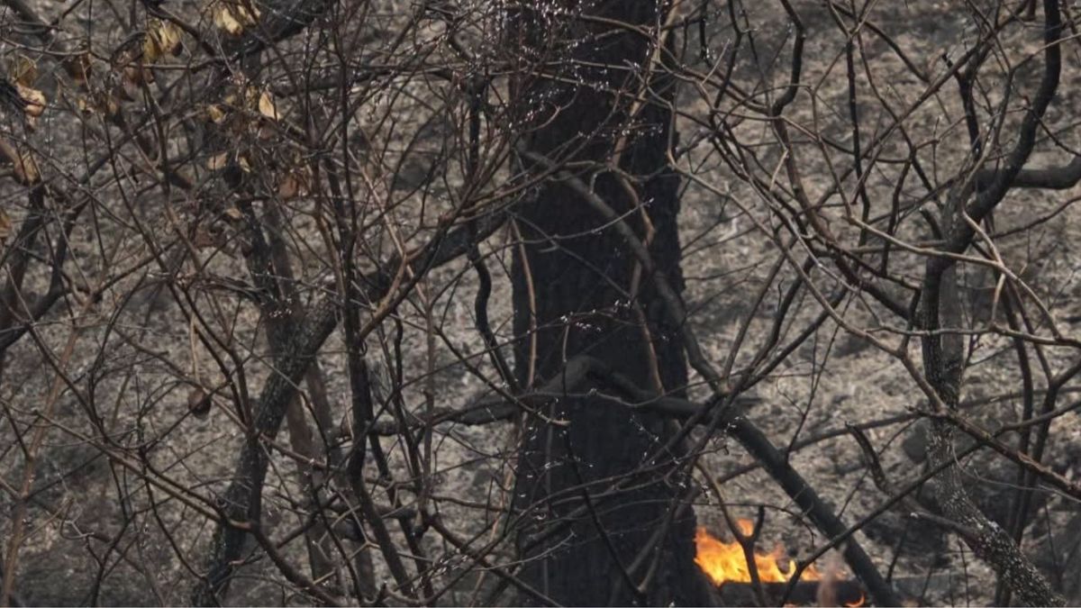 Más de cinco hectáreas de bosque resultaron afectados