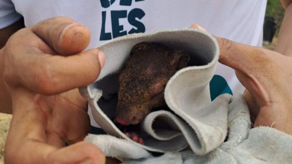 Personal de la CVC atendió a los animales afectados