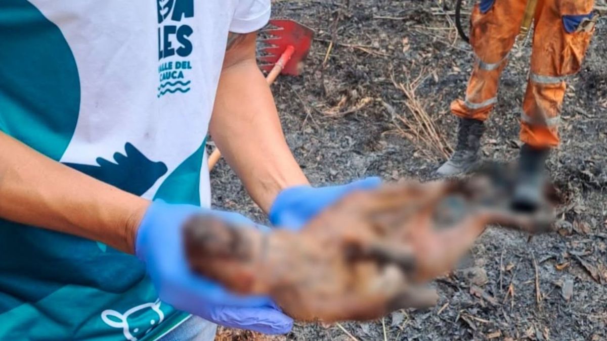 hallaron varios animales silvestres muertos