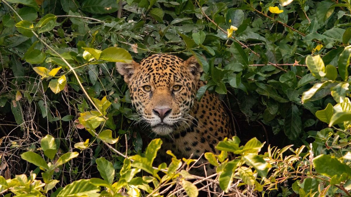 Jaguar de la Amazonía