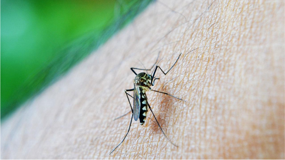 Zancudo del dengue