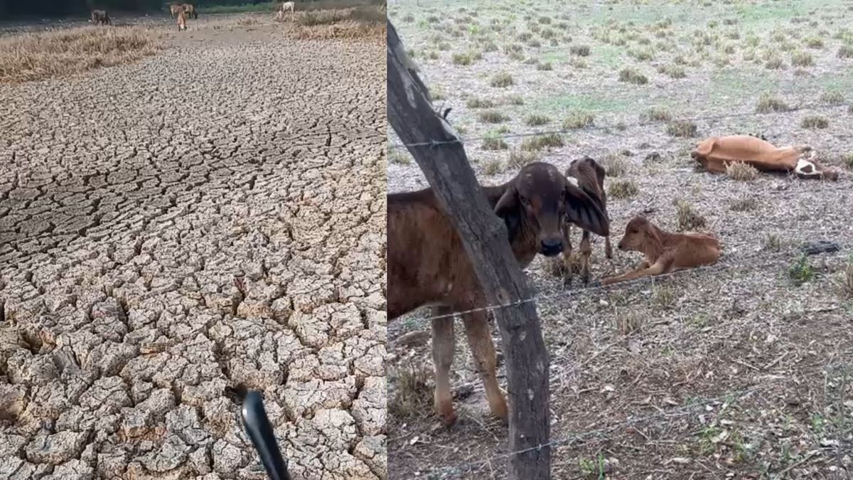 Las vacas se desploman y los jagüeyes se secan en Atlántico por fenómeno de El Niño