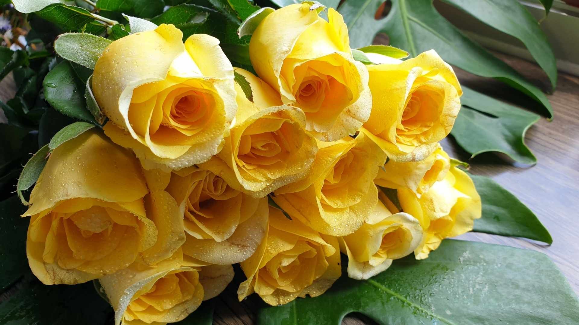 La tradición de regalar flores amarillas cada 21 de septiembre se popularizó a partir de ‘Floricienta’.