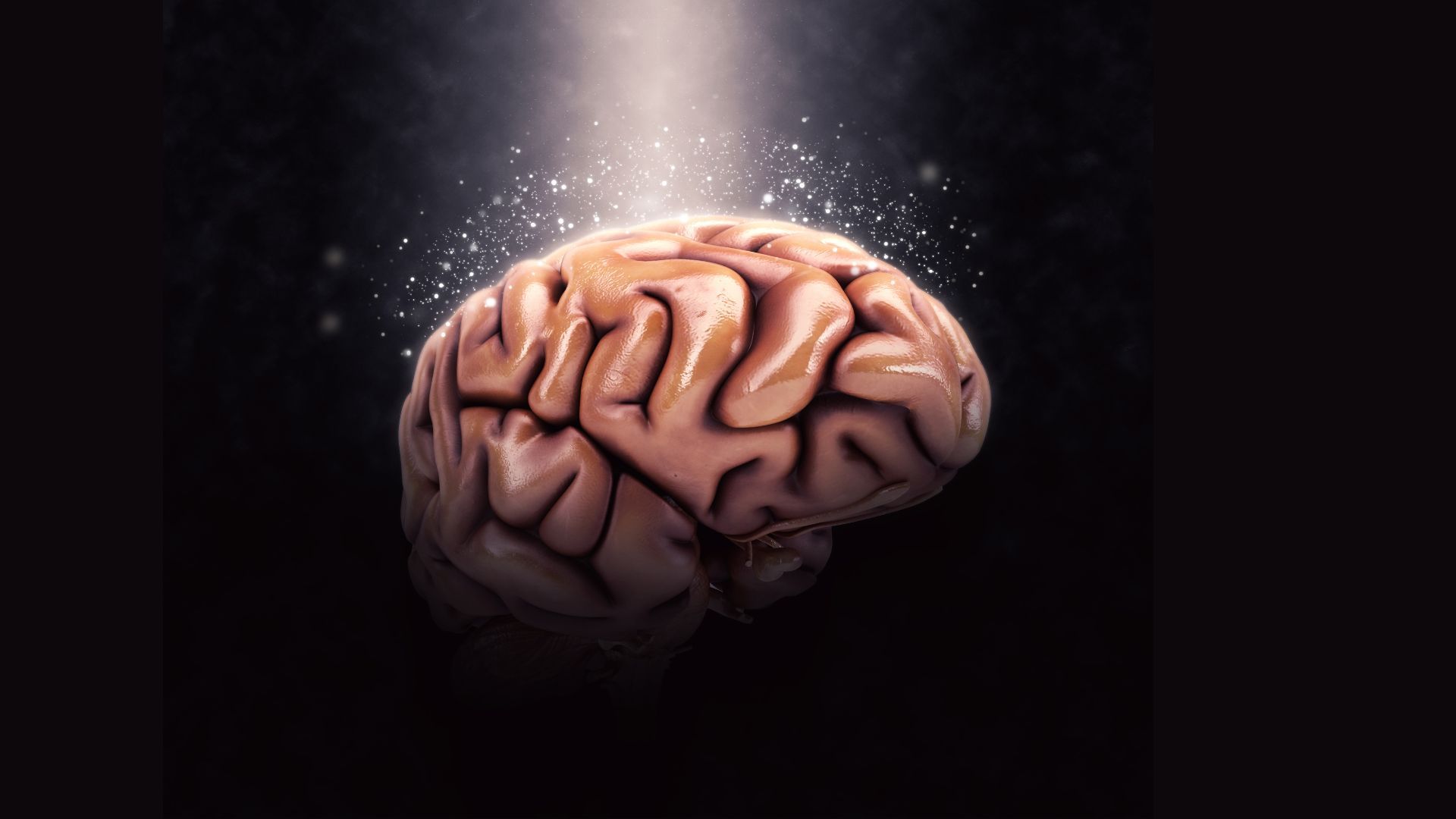 El cerebro ha desarrollado sus funciones de manera diferente, aunque trabaje en conjunto su dos partes.