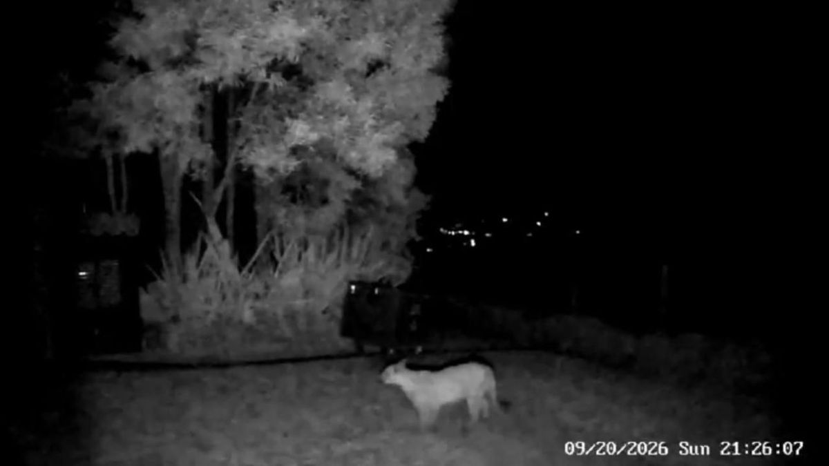 Avistamiento de Puma en La Calera, Cundinamarca