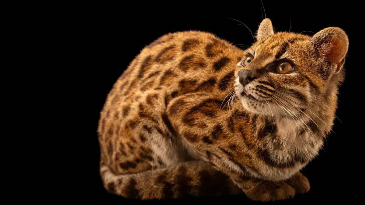 Esta es la nueva especia de gato 'Tilcayo' descubierta en Bolivia