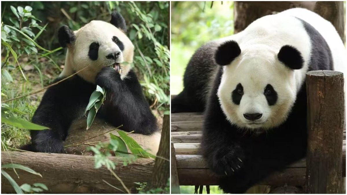 Dos osos panda enviados desde China hacia Estados Unidos