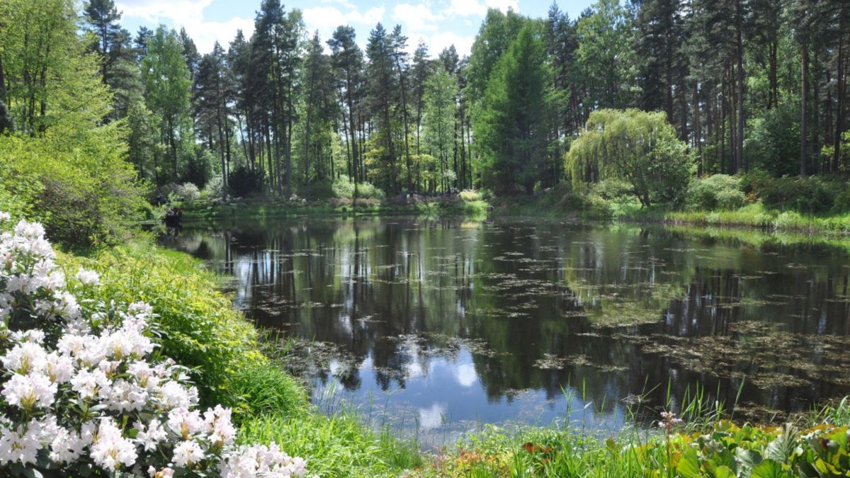 En el este de Polonia, cerca de la frontera con Bielorrusia, se encuentra el bosque de Białowieża, un territorio forestal que tiene características de los antiguos bosques naturales de Europa.