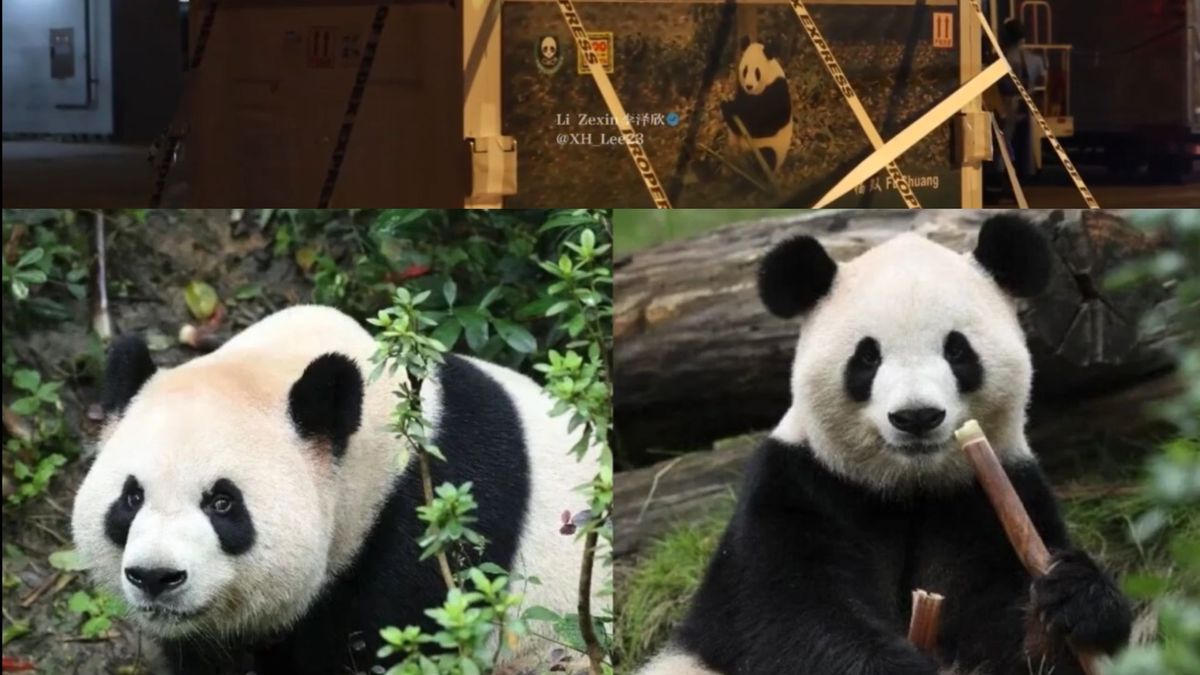Ping Ping y Fu Shuang, los pandas gigantes de China que llegaron a Estados Unidos