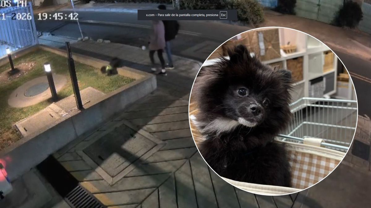 Autoridades buscan a 'Pato', un perro que fue robado a sus dueños mientras lo paseaban por el norte de Bogotá.