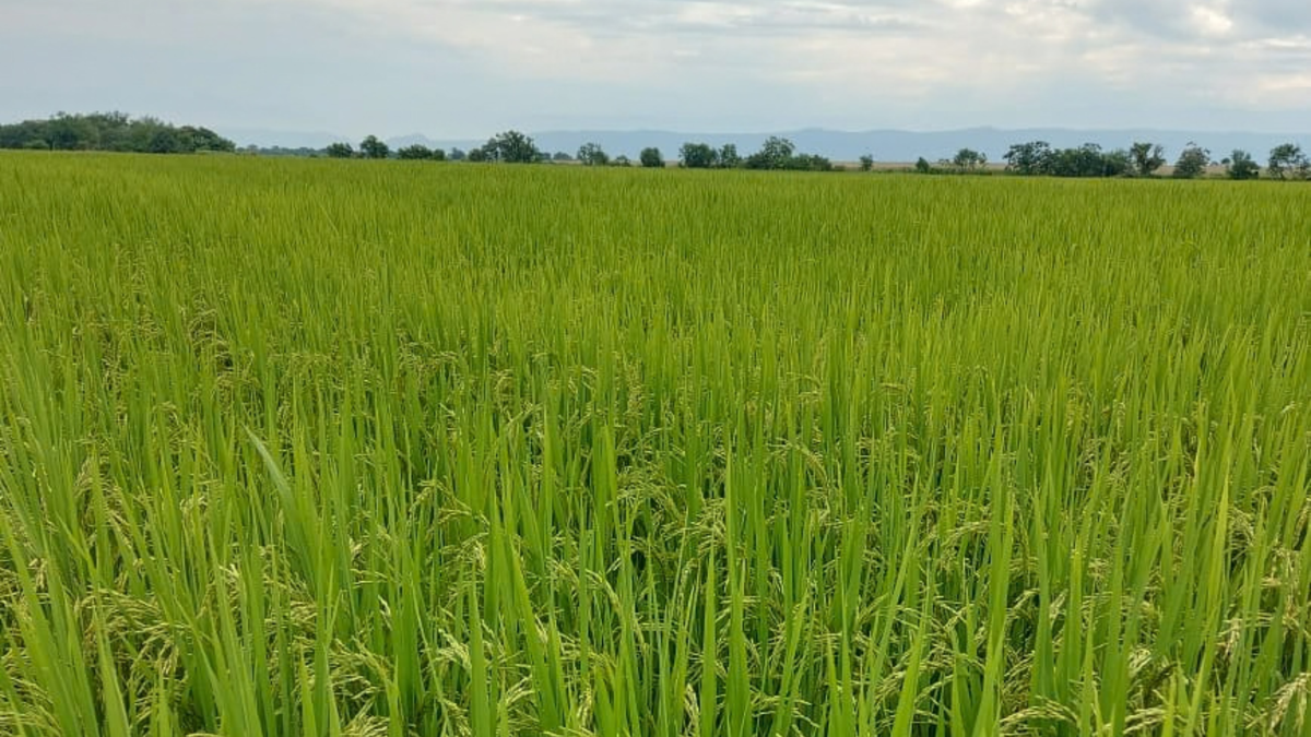Cultivo arroz Meta