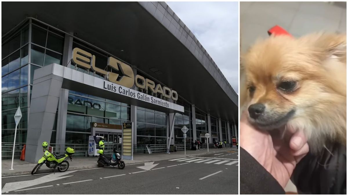 Perro abandonado en el Aeropuerto El Dorado